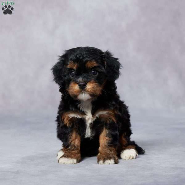 Opal, Cavapoo Puppy